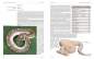 Preview: Python regius – Atlas der Farbmorphen